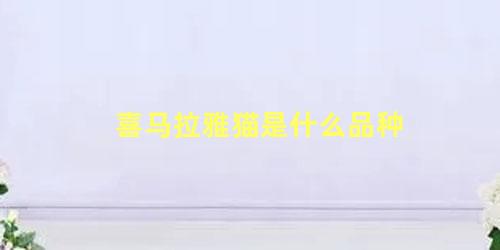喜马拉雅猫是什么品种
