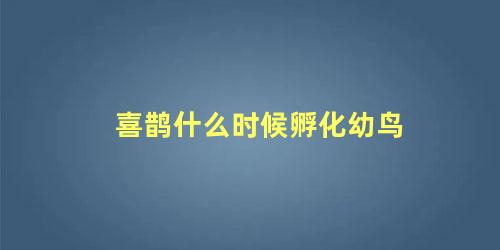 喜鹊什么时候孵化幼鸟
