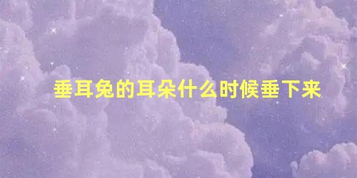 垂耳兔的耳朵什么时候垂下来