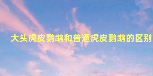 大头虎皮鹦鹉和普通虎皮鹦鹉的区别