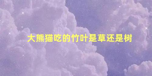 大熊猫吃的竹叶是草还是树