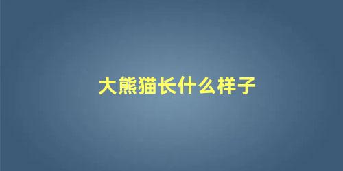 大熊猫长什么样子
