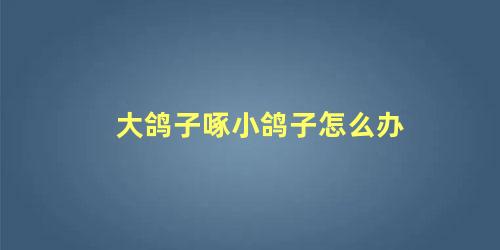 大鸽子啄小鸽子怎么办