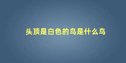 头顶是白色的鸟是什么鸟