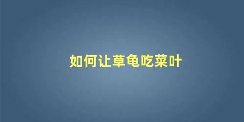 如何让草龟吃菜叶