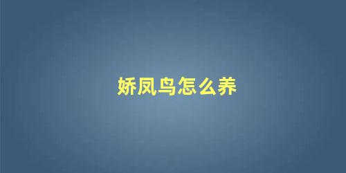 娇凤鸟怎么养