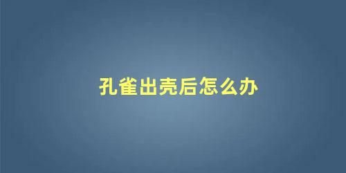 孔雀出壳后怎么办