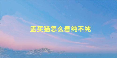 孟买猫怎么看纯不纯