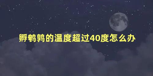 孵鹌鹑的温度超过40度怎么办