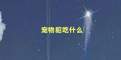 宠物貂吃什么