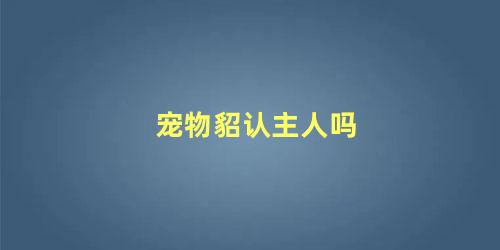 宠物貂认主人吗