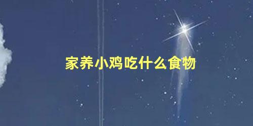 家养小鸡吃什么食物