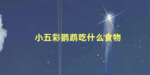 小五彩鹦鹉吃什么食物
