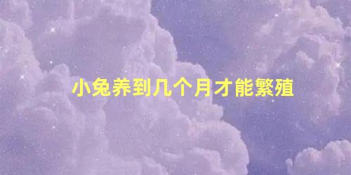 小兔养到几个月才能繁殖