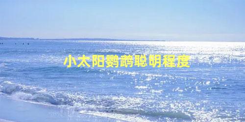 小太阳鹦鹉聪明程度