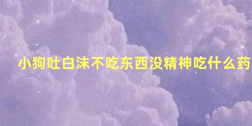 小狗吐白沫不吃东西没精神吃什么药