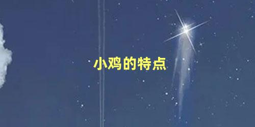 小鸡的特点