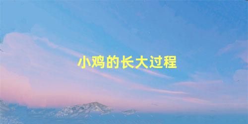小鸡的长大过程