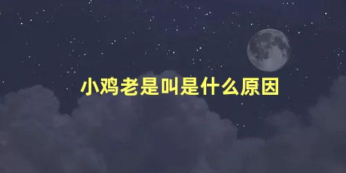 小鸡老是叫是什么原因