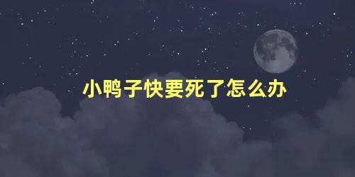 小鸭子快要死了怎么办