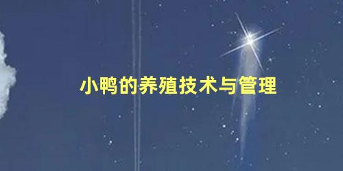 小鸭的养殖技术与管理