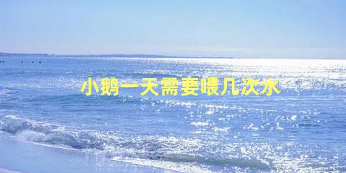 小鹅一天需要喂几次水