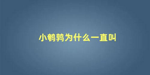 小鹌鹑为什么一直叫