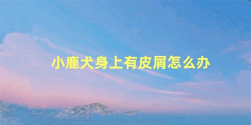 小鹿犬身上有皮屑怎么办