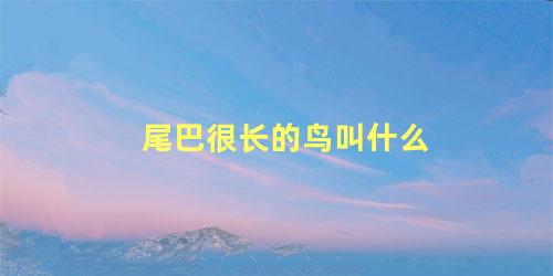 尾巴很长的鸟叫什么
