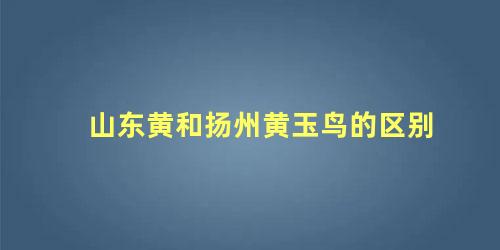 山东黄和扬州黄玉鸟的区别