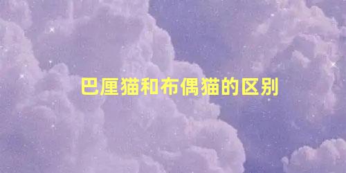 巴厘猫和布偶猫的区别