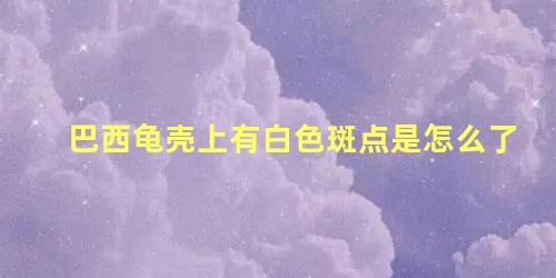 巴西龟壳上有白色斑点是怎么了
