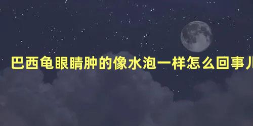 巴西龟眼睛肿的像水泡一样怎么回事儿