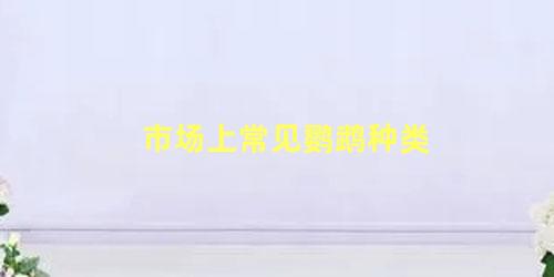 市场上常见鹦鹉种类