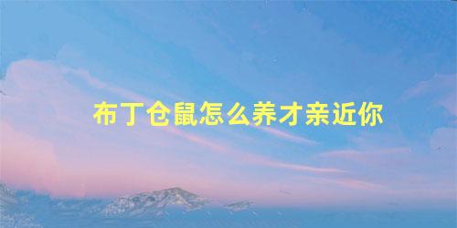 布丁仓鼠怎么养才亲近你