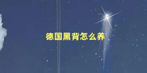 德国黑背怎么养