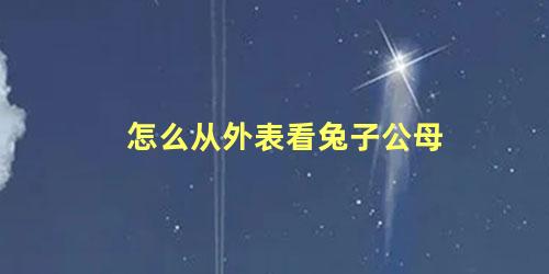 怎么从外表看兔子公母