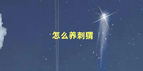怎么养刺猬