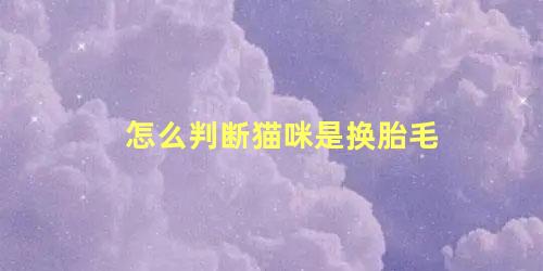 怎么判断猫咪是换胎毛