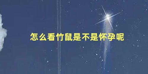 怎么看竹鼠是不是怀孕呢