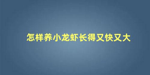 怎样养小龙虾长得又快又大