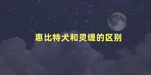 惠比特犬和灵缇的区别
