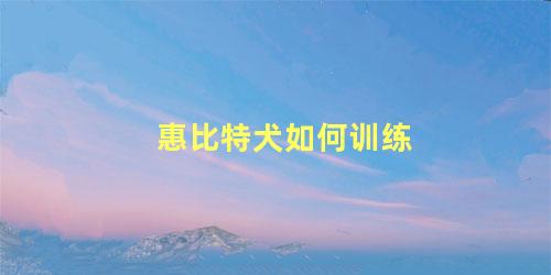 惠比特犬如何训练