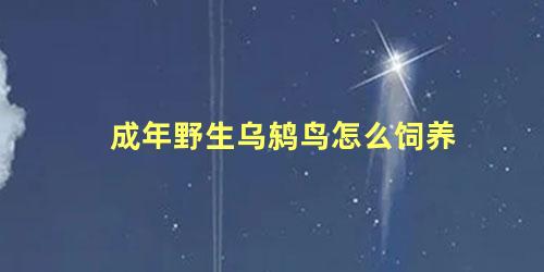 成年野生乌鸫鸟怎么饲养