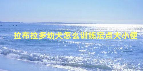 拉布拉多幼犬怎么训练定点大小便