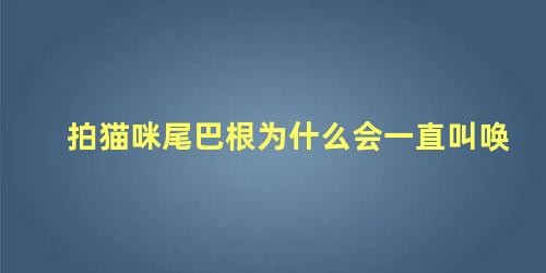 拍猫咪尾巴根为什么会一直叫唤