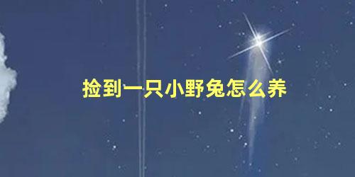 捡到一只小野兔怎么养