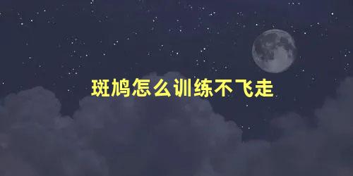 斑鸠怎么训练不飞走