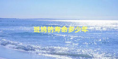 斑鸠的寿命多少年