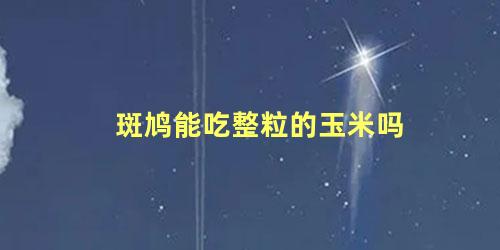 斑鸠能吃整粒的玉米吗